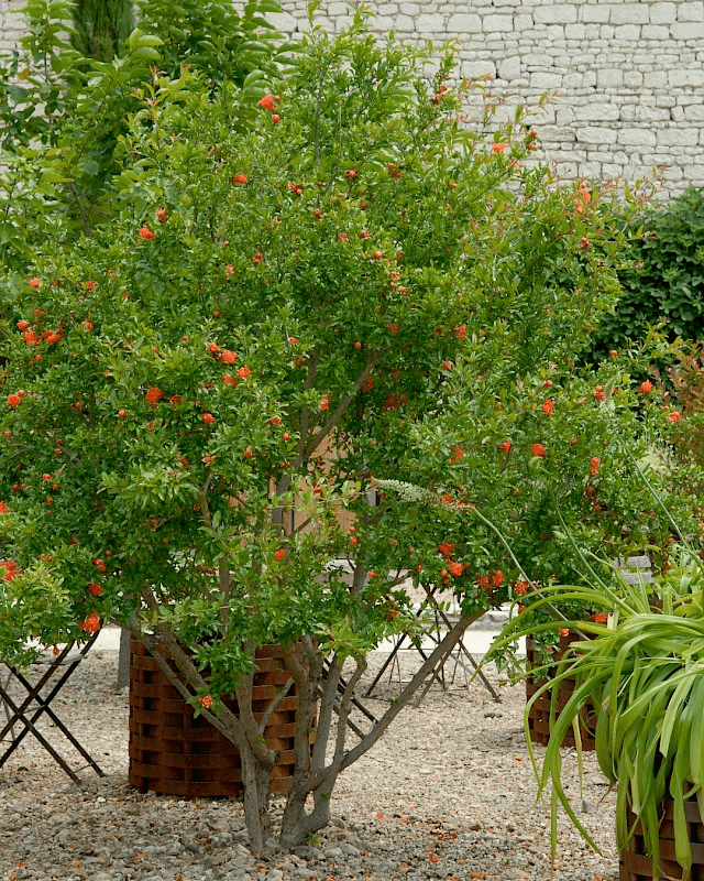 Des images de diff�rentes plantes